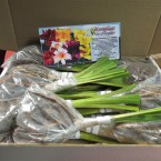 Sh 9.6 - (Gift pack Daylilies) 